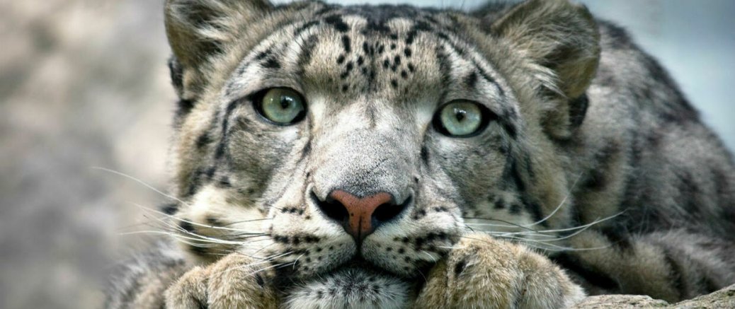 LA PANTHERE DES NEIGES